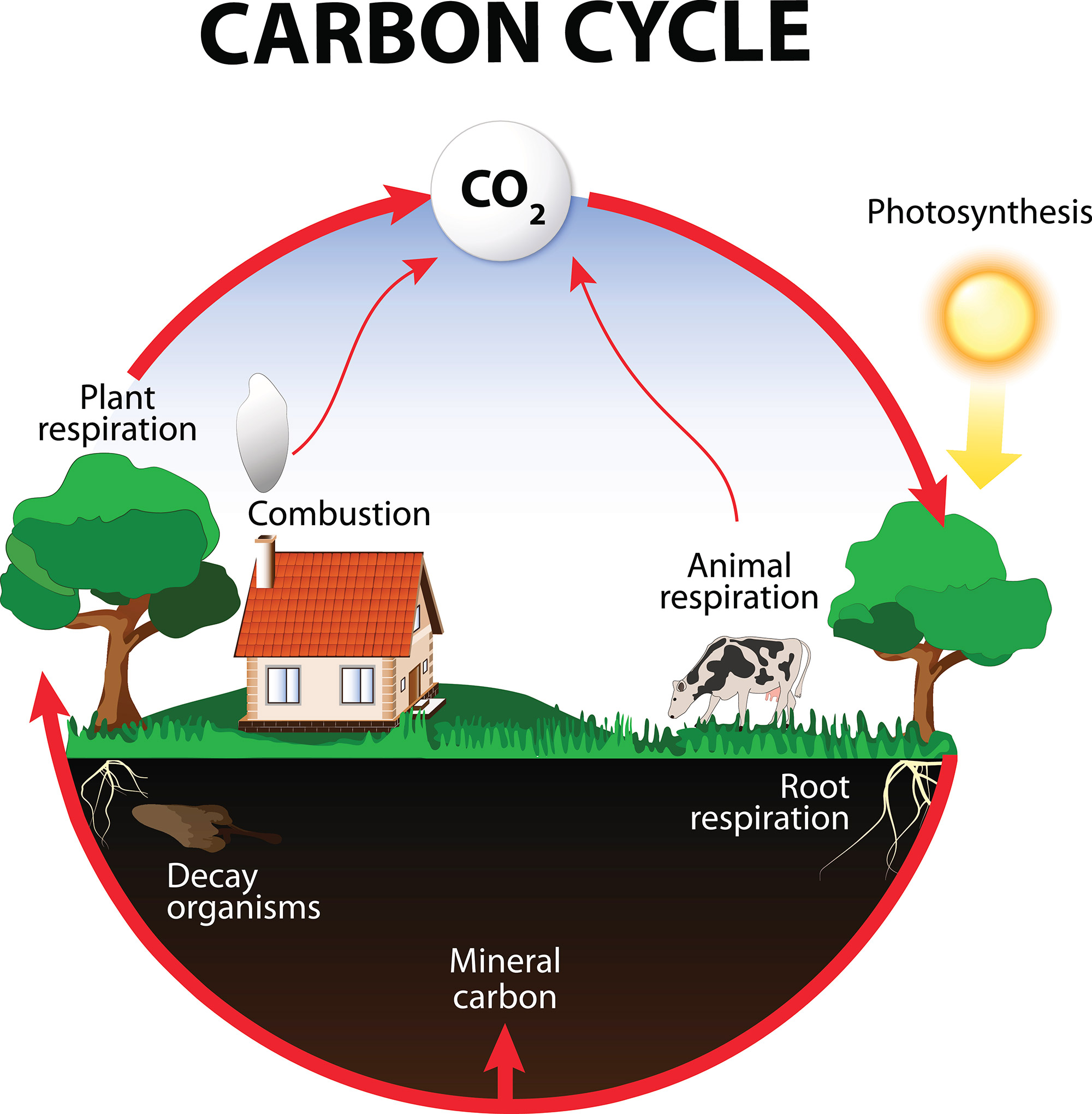 กระบวนการสังเคราะห์ด้วยแสง (photosynthesis) - วิชาชีววิทยา